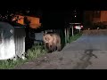 Ursul tomberonist
