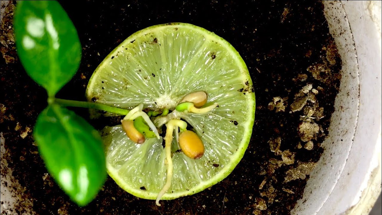 How Do You Grow Key Limes?