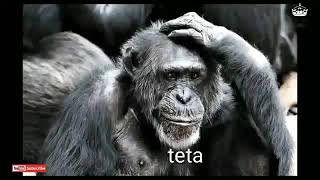 Video Monyet Lagi Tamvan