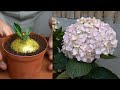 How to grow and care for hydrangeas simple and effective