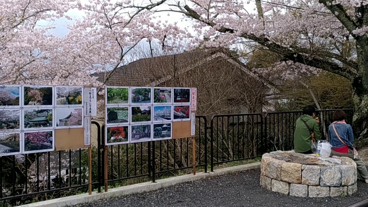 Walking on the Cherry blossom road in Kyoto JPN Tetsugaku-no-michi 2017