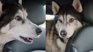 Huskies Reaction When He Realises She Isn't Really There!