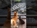 なんで地獄にワニがこんなにいるワン?別府温泉の地獄めぐりで鬼山地獄のワニ地獄に驚く柴犬と猫。