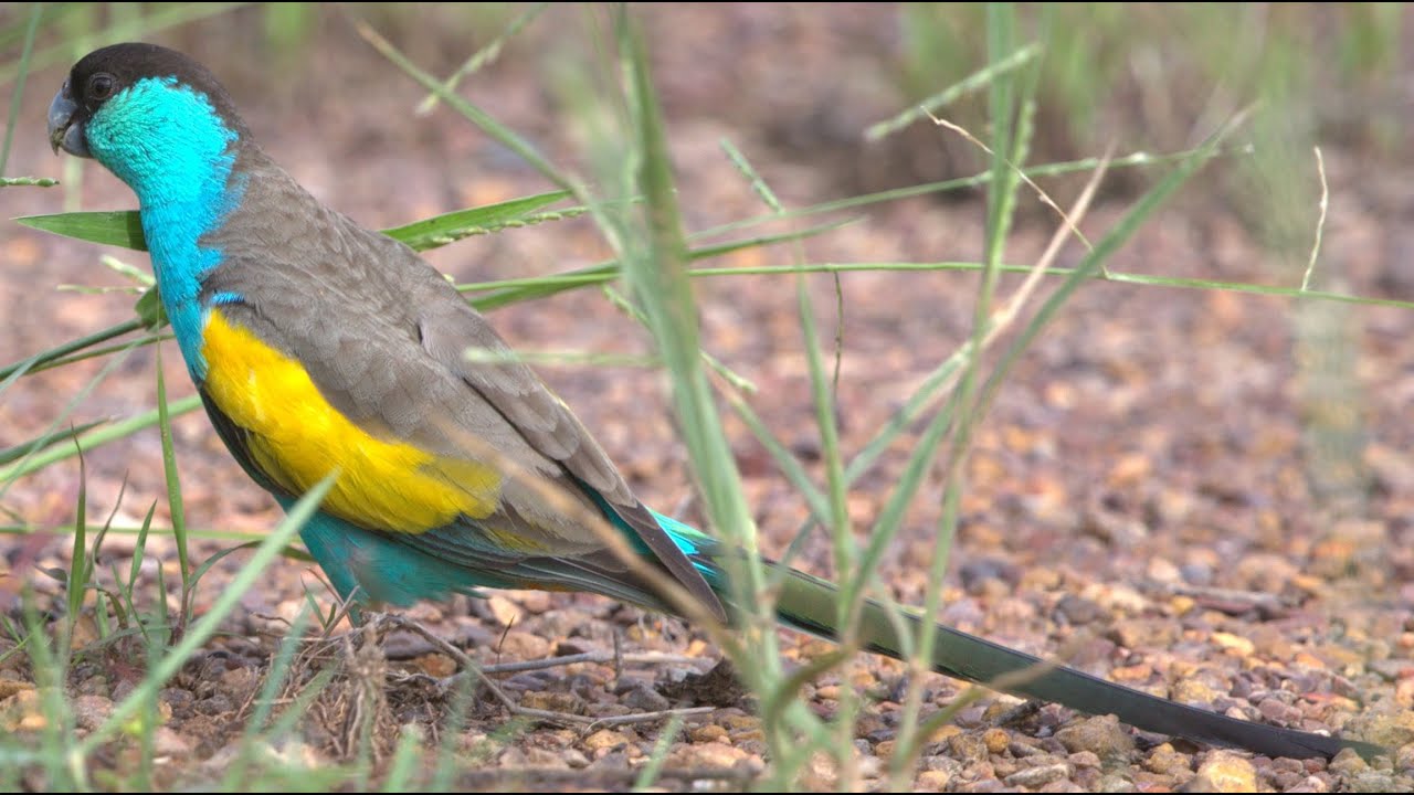 Hooded Parrot (Psephotus dissimilisa) in Pine Creek, NT 