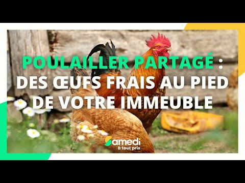 Poulailler partagé : des oeufs frais au pied de limmeuble - Samedi à tout prix @/Samedi%C3%A0toutprix