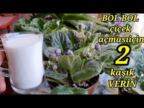 BOL BOL çiçek