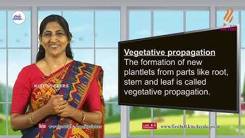 First Bell 2.0 STD 07 Basic Science - English Medium Class 01