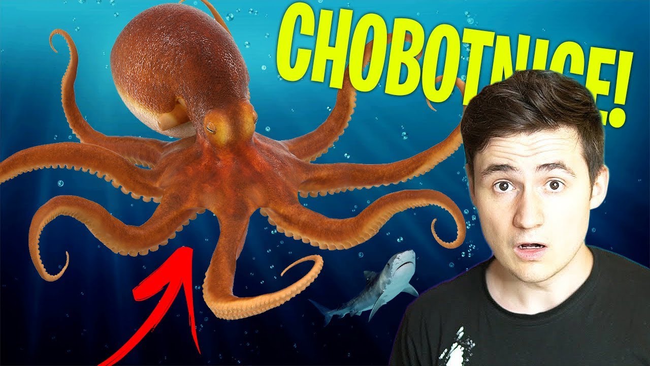 JSEM NEJVĚTŠÍ OCTOPUS V MOŘI! - YouTube