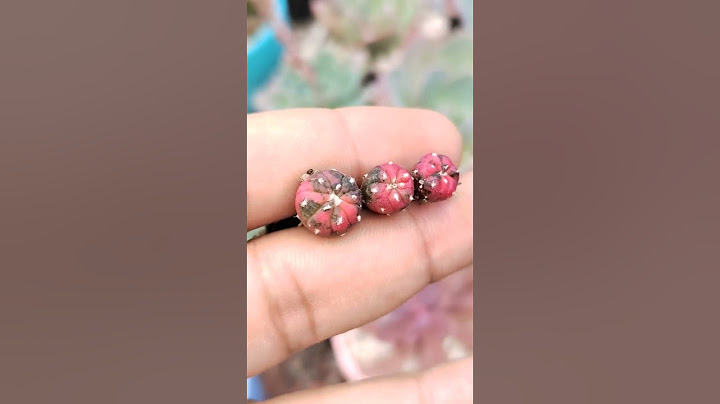 Super raros cactus Asterias Variegados