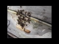 определяем по поведению  пчел на передней стенке улья  - необходимость расширения