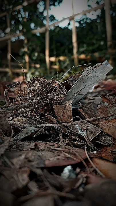 Cinematic #phonegraphy #cinematic #aestetic #beranda #ytshorts