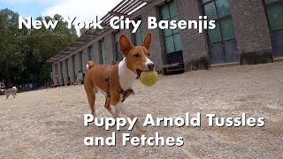 Puppy Arnold Tussles and Fetches - New York City Basenji Meetup - 2 July 2023 by New York City Basenjis 639 views 10 months ago 3 minutes, 12 seconds