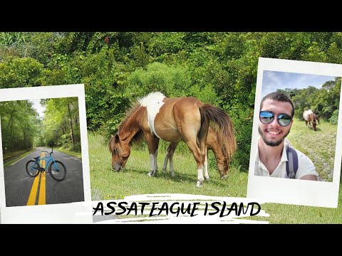 Video: Assateague Adası Ulusal Deniz Kıyısı