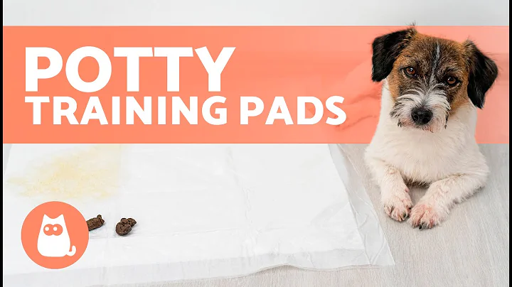 How to Teach a PUPPY to USE a PUPPY PAD 🐶✅