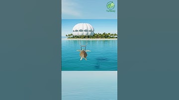 🐢 เจอบ้านใหม่แล้ว #funnyturtle #turtloop #animation #shorts  #loopvideo