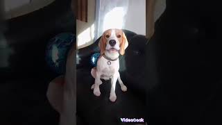 beagle Joker АнекдотГалыгинjoke