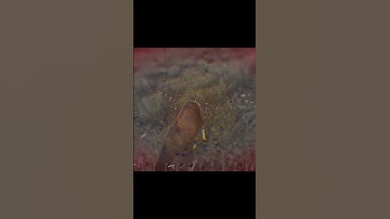 Scum goats=Devil Spawn! 🐐 #scum #survival #scumgameplay #funny  #shorts