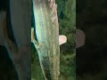 Bicher Fish