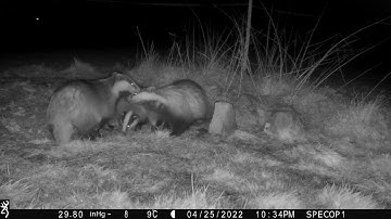 New Forest Explorers Guide - Badger cubs: their first appearance above ground