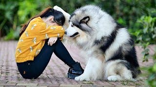 Best Friend - Cute and Funny Animals Videos Compilation