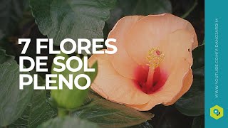 7 LINDAS FLORES de SOL PLENO para ter no seu JARDIM - thptnganamst.edu.vn