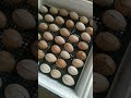перший опит по інкубації курячих яєць