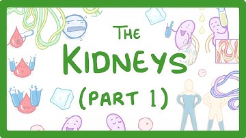 GCSE Biology - How the Kidneys Work - (Kidneys Part 1/3)