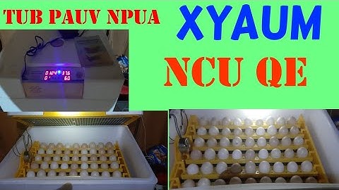 Tub pauv npua xyaum Ncu Qe nawb