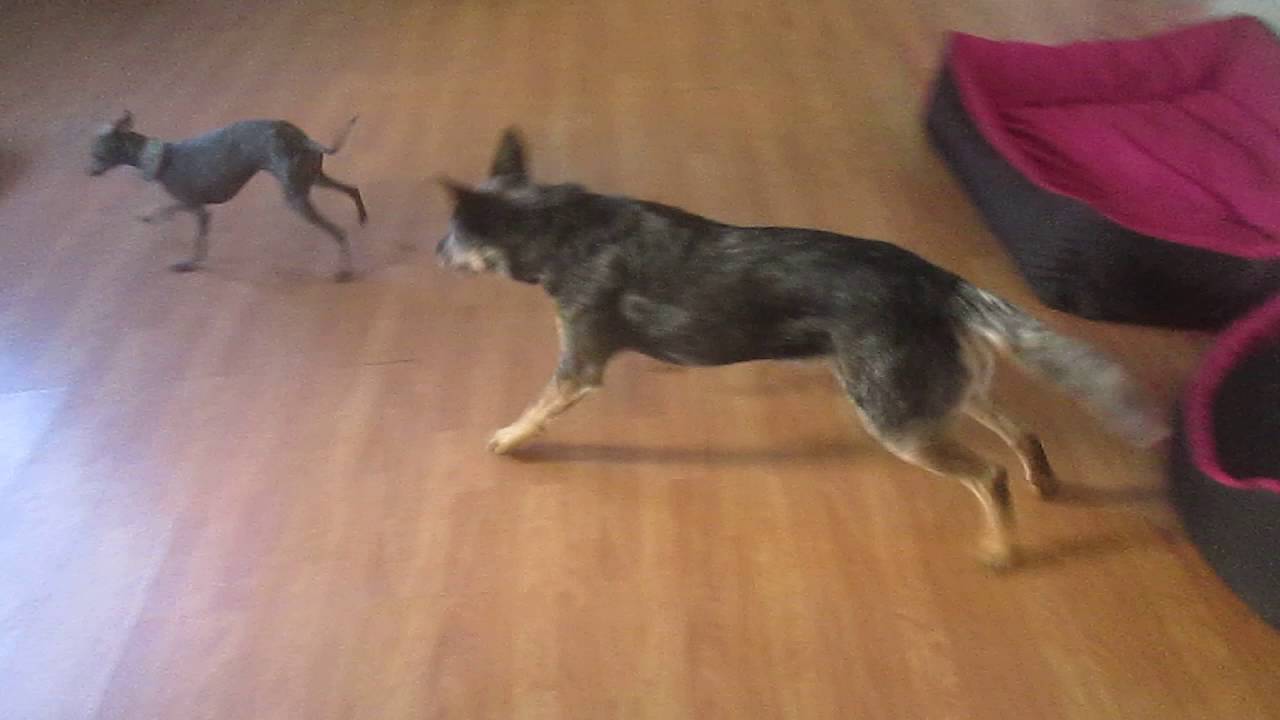 Australian cattle dog Bona is playing with italian greyhound Iris YouTube