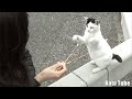 ぼくは小さなパンダ！とても人懐っこくなった半野良の子猫