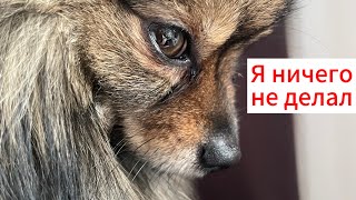 Чико хочет добраться до конфет #померанскийшпиц #pomeranian #funnydogs #viral #dogs #собака #cute