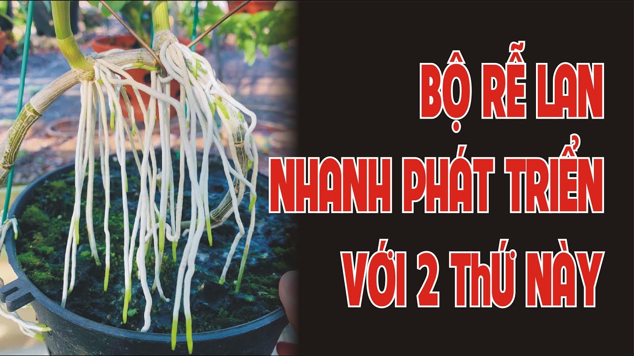 Cách làm rễ cây Lan nhanh phát triển. - YouTube