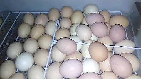 Qual o consumo mensal de uma chocadeira elétrica?