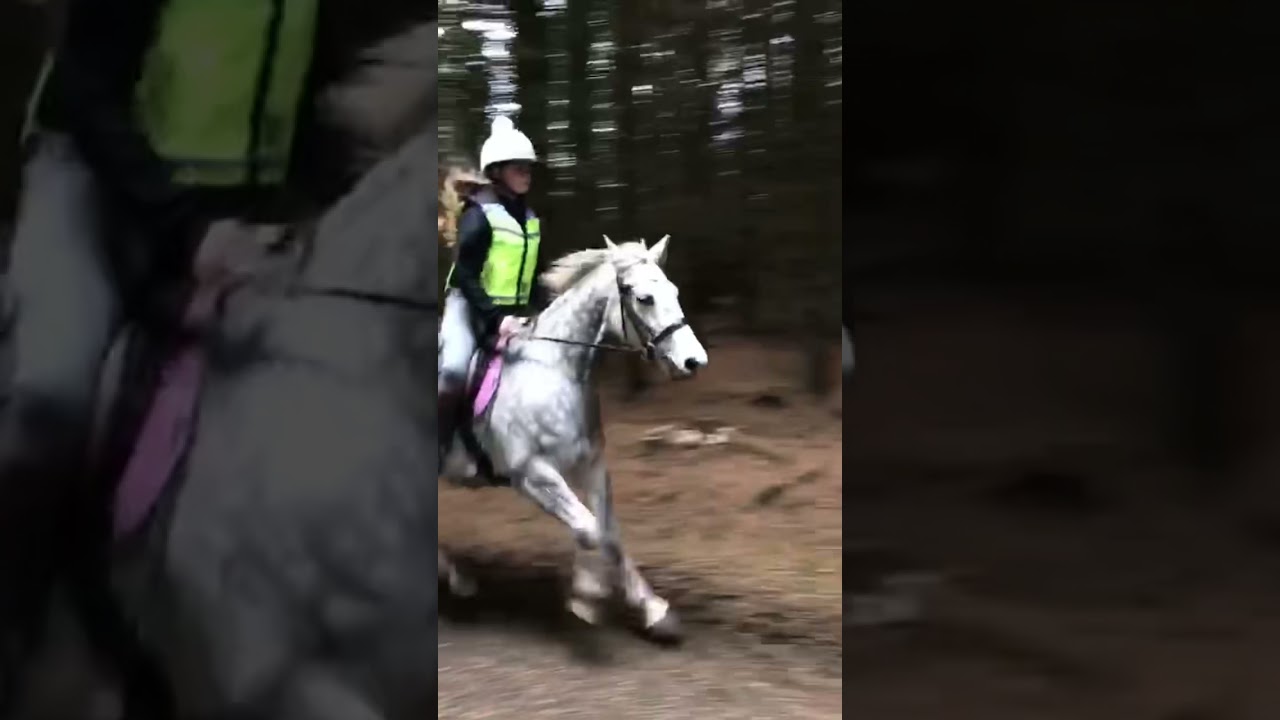 ASMR HORSE CANTERING (hooves)