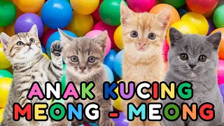 ANAK KUCING MEONG MEONG - kucing lucu banget bikin ngakak KUCING PERSIA LUCU #kucinglucu