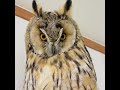 Long-eared Owl - Owl Calls and Sounds