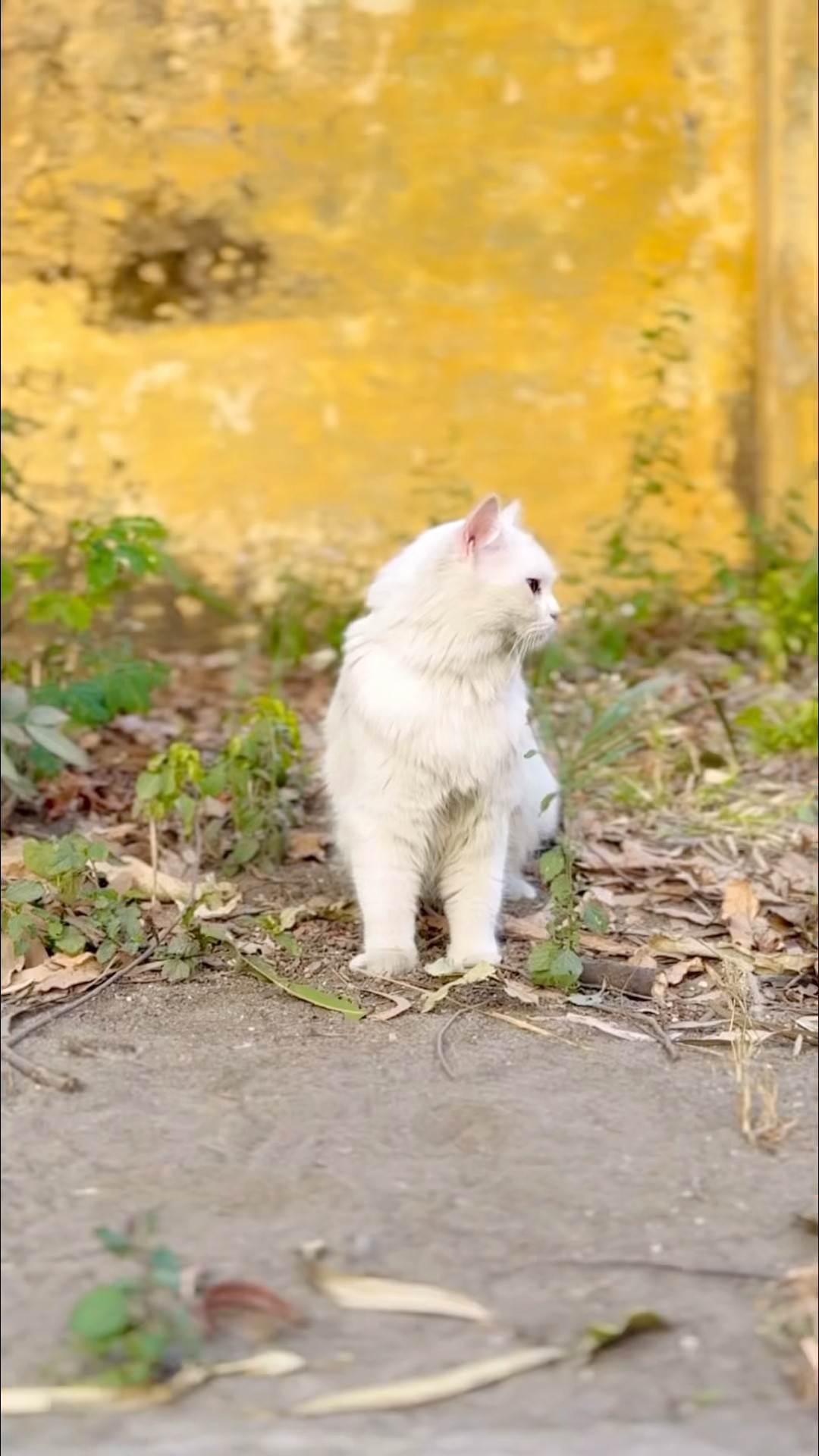 बच्चो को मिली रास्ते बिल्ली ?❤️ #foryou #shortsfeed #motivation #message #cat #billi #hearttouching