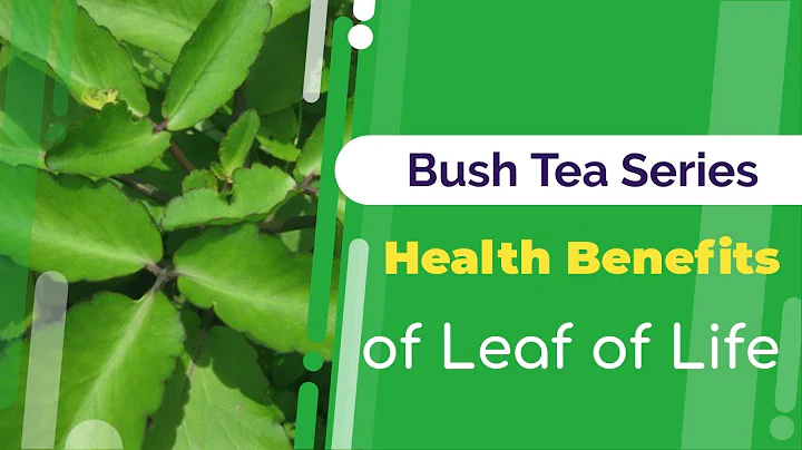Benefits of Leaf of Life | Bush Tea Series | Jamai...