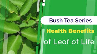 Benefits of Leaf of Life | Bush Tea Series | Jamaican Things