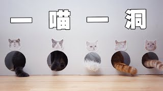 【喵来啦】终于找到防止猫咪互相抢食的好办法了“猪兰拉面”营业