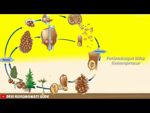 Materi IPA Kelas 9 - Sistem Reproduksi Tumbuhan Gymnospermae (Tumbuhan Berbiji Terbuka)
