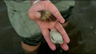 Clamming with April Bloomfield and Anita Lo