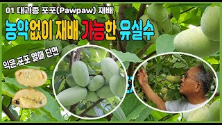 P01 농약 안치고 쉽게 재배 가능한 과일 포포(pawpaw) 재배 현장 탐방기