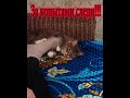 Котик недоволен