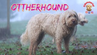 Otterhound il cacciatore di lontre