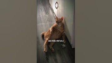 #Hình như là anh bị cảm rồi 😳😳 #cats #shortvideo #funnyvideo #catlover