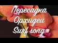 Перевалка орхидеи не хватает влаги #Surf song Песня 🎵 прибоя