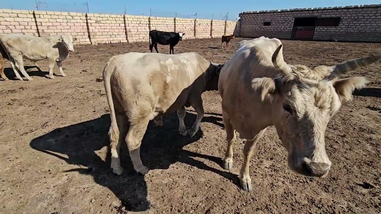 Түйе суару |   Сиырлар