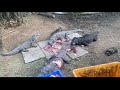 Crocodile feeding.Vandalur zoo, Arignar Anna zoological park Chennai