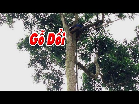 Video Gỗ dổi là loại gỗ gì? Sử dụng gỗ dỗi để làm gì? - youtube